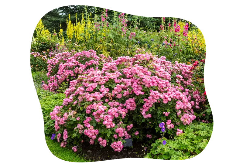 rosenarten_strauchrosen_kiefls_welt_in_gauting_bei_muenchen.png