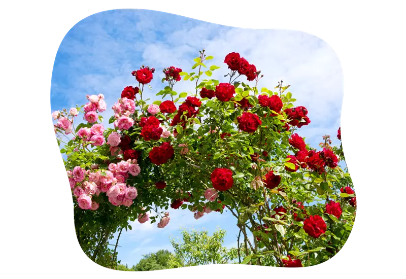 rosenarten_kletterrosen_kiefls_welt_in_gauting_bei_muenchen.png