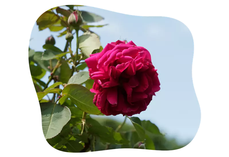 rosenarten_historische_rosen_kiefls_welt_in_gauting_bei_muenchen.png