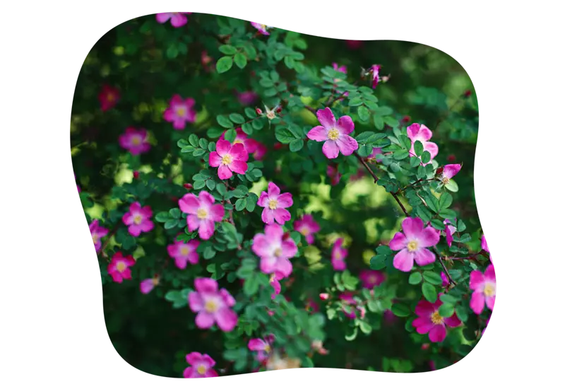 rosenarten_wildrosen_kiefls_welt_in_gauting_bei_muenchen.png