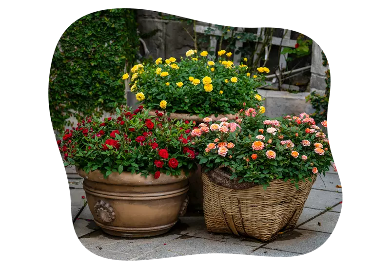 rosenarten_topfrosen_kiefls_welt_in_gauting_bei_muenchen.png