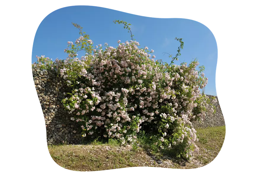 rosenarten_ramblerrosen_2_kiefls_welt_in_gauting_bei_muenchen.png