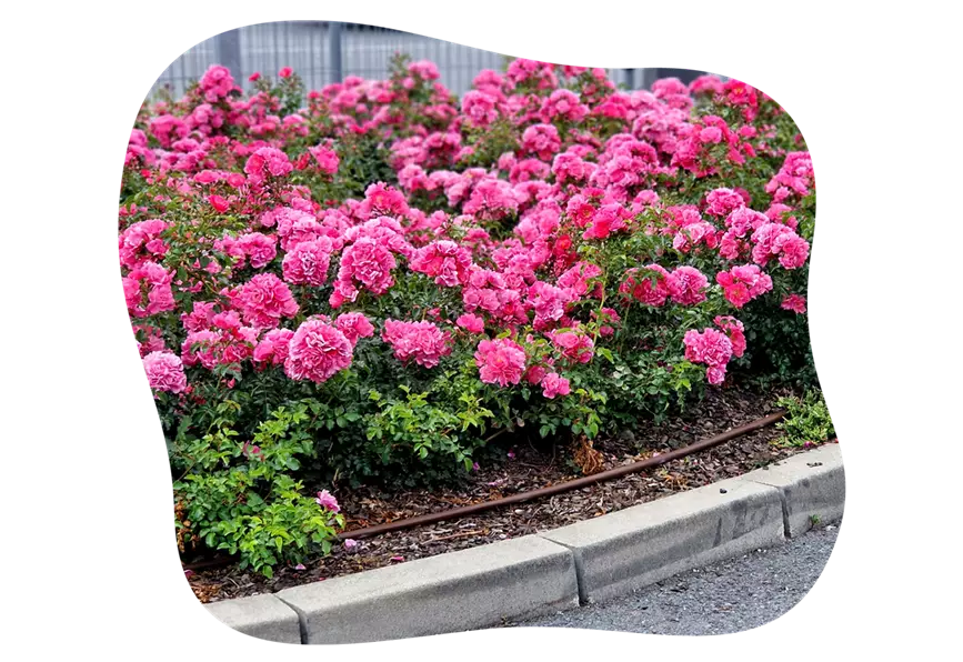 rosenarten_bodendeckerrosen_2_kiefls_welt_in_gauting_bei_muenchen.png
