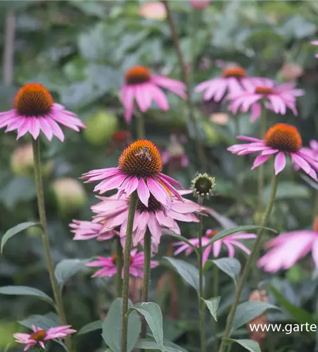 Garten-Scheinsonnenhut 'Purple Prairie'