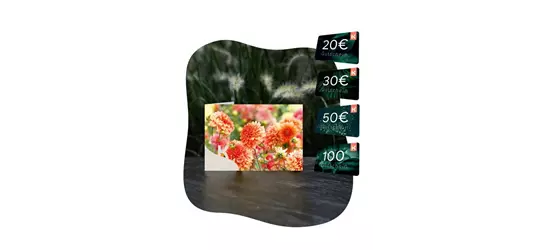 Motiv-Gutschein Dahlien