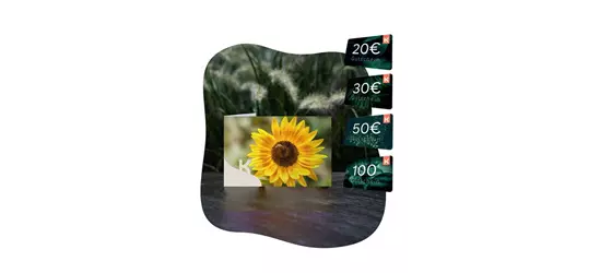 Motiv-Gutschein Sonnenblume