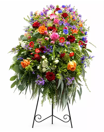 Sargdecke 'Aurora'
