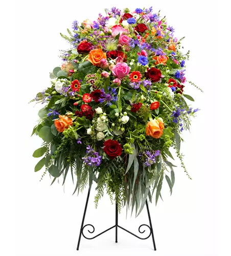 Sargdecke 'Aurora'