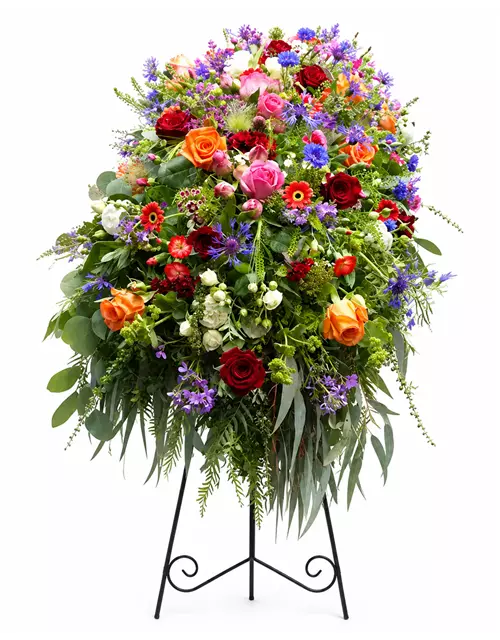 Sargdecke 'Aurora'