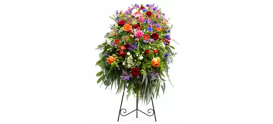 Sargdecke 'Aurora'