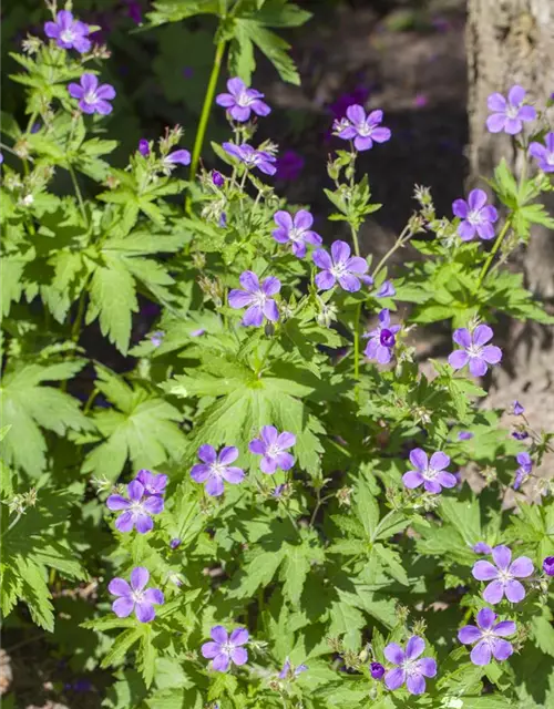 Garten-Storchschnabel 'Mayflower'