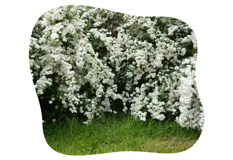 spiraea_kiefls_welt_in_gauting_bei_muenchen_1.png