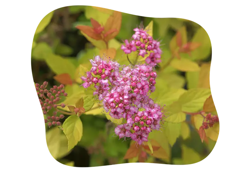 spiraea_golden_jack_kiefls_welt_in_gauting_bei_muenchen_2.png