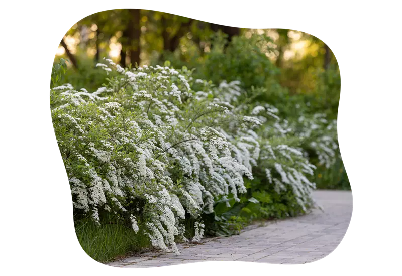 spiraea_kiefls_welt_in_gauting_bei_muenchen_2.png