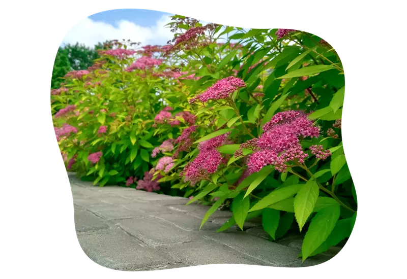 spiraea_kiefls_welt_in_gauting_bei_muenchen_3.png