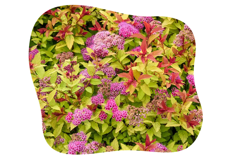 spiraea_golden_jack_kiefls_welt_in_gauting_bei_muenchen_1.png