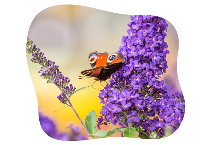 buddleja_little_purple_kiefls_welt_in_gauting_bei_muenchen_2.png