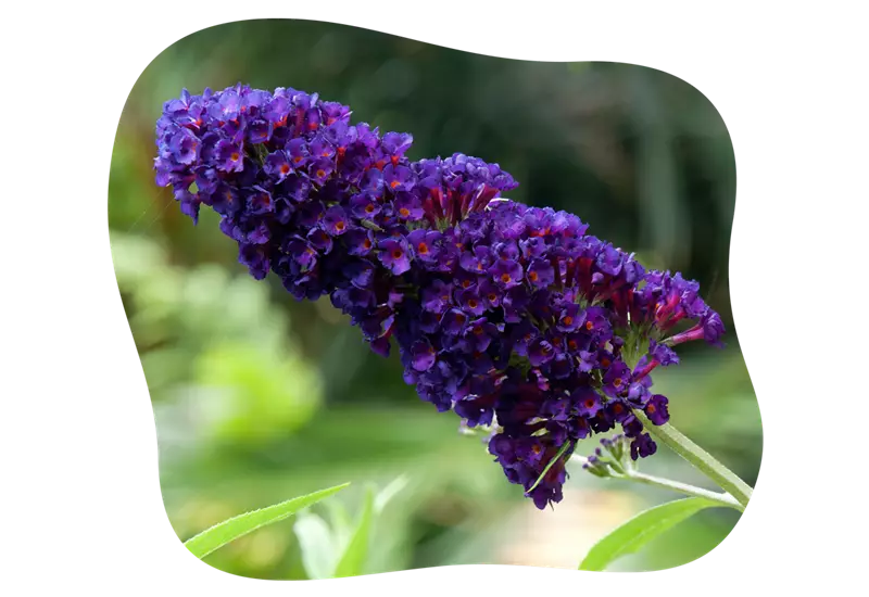 buddleja_little_purple_kiefls_welt_in_gauting_bei_muenchen_3.png