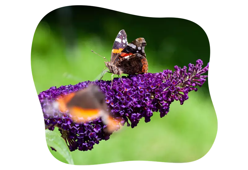 buddleja_little_purple_kiefls_welt_in_gauting_bei_muenchen_1.png