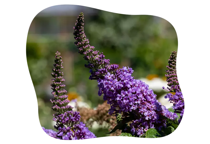 buddleja_little_purple_kiefls_welt_in_gauting_bei_muenchen_5.png