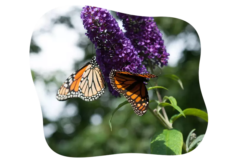 buddleja_little_purple_kiefls_welt_in_gauting_bei_muenchen_4.png