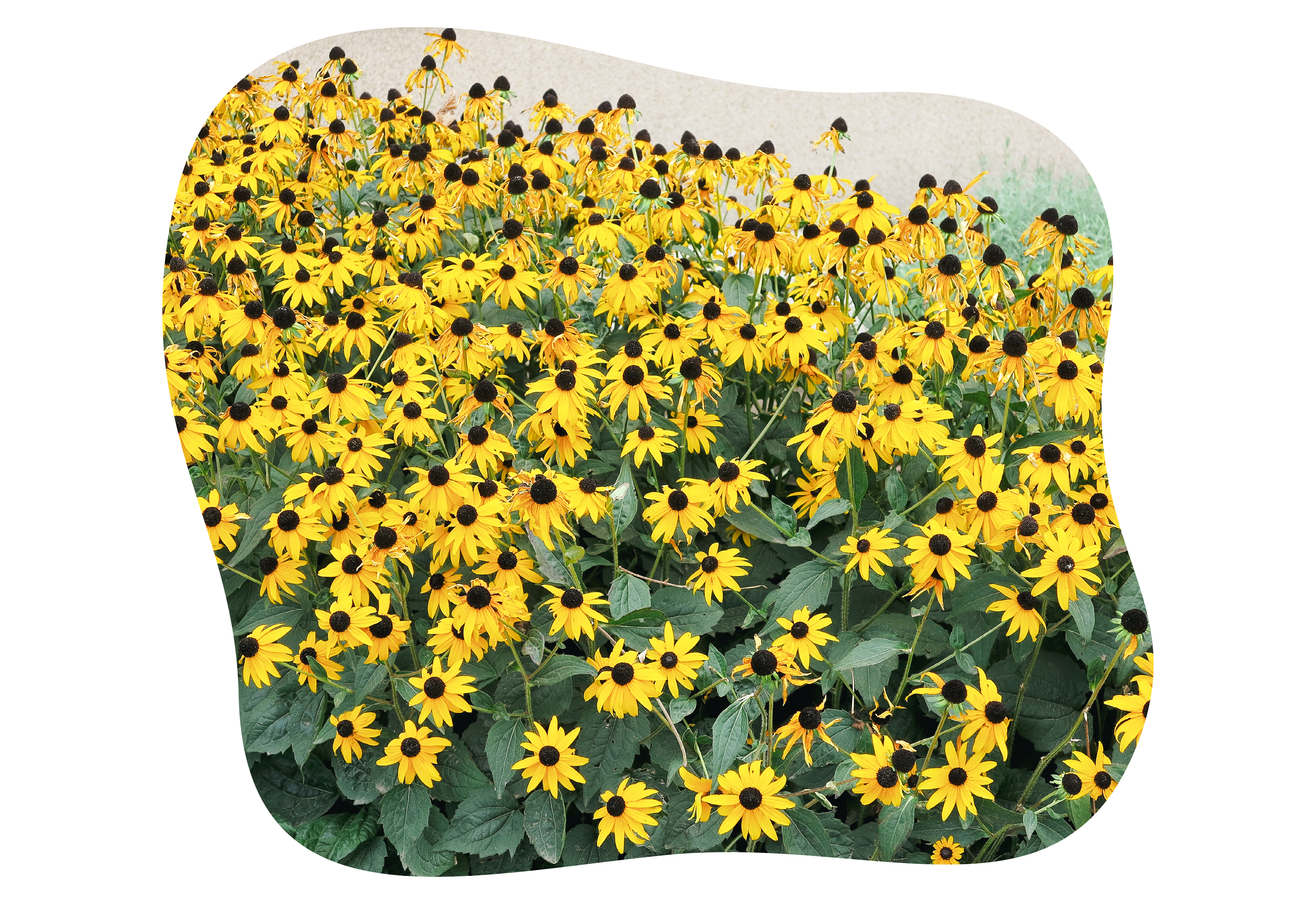 rudbeckia_goldstrum_kiefls_welt_in_gauting_bei_muenchen_1.png