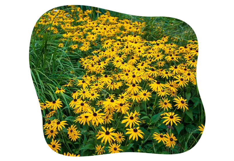 rudbeckia_goldstrum_kiefls_welt_in_gauting_bei_muenchen_2.png