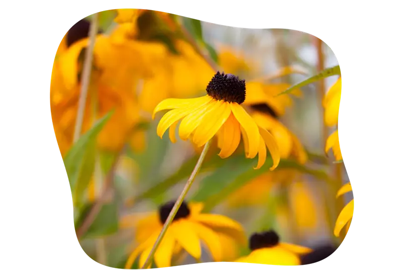 rudbeckia_goldstrum_kiefls_welt_in_gauting_bei_muenchen_4.png