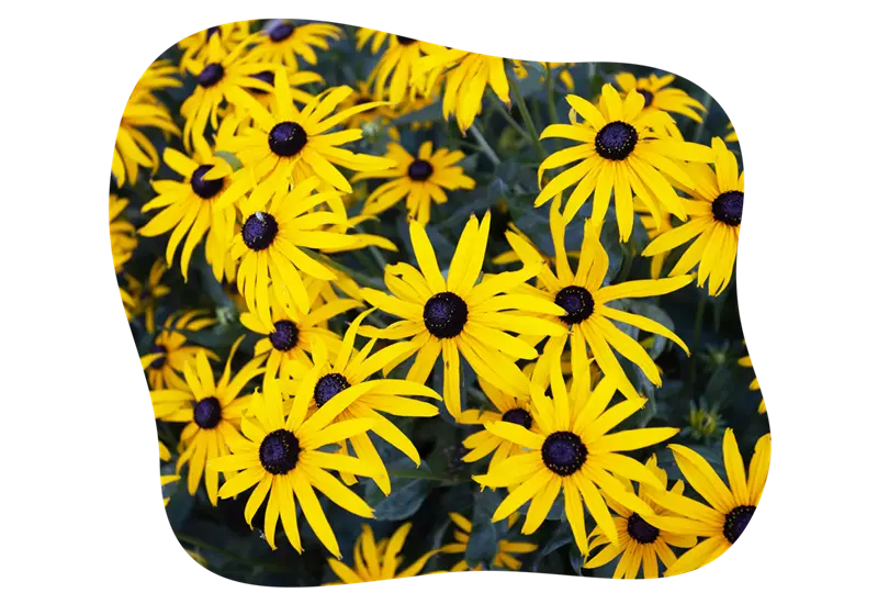 rudbeckia_goldstrum_kiefls_welt_in_gauting_bei_muenchen_5.png