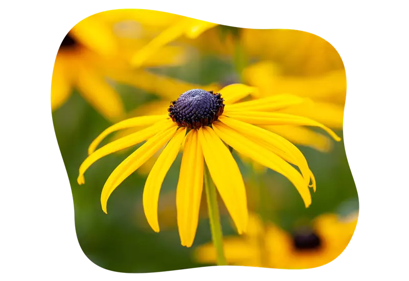 rudbeckia_goldstrum_kiefls_welt_in_gauting_bei_muenchen_3.png