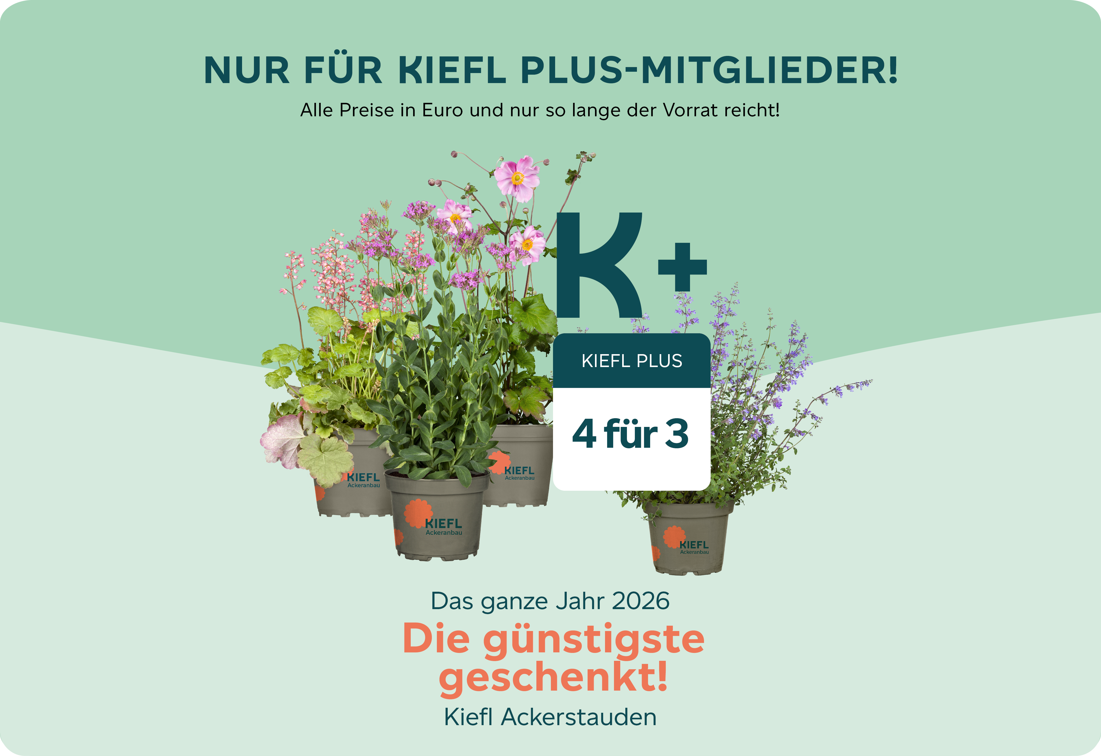Kiefl Plus Angebot 2026 Ackerpflanzen Webseite.png