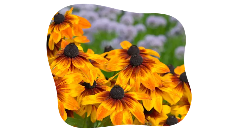 rudbeckia_hirta_kiefls_welt_in_gauting_bei_muenchen_1.png