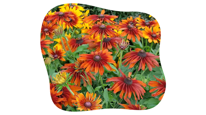 rudbeckia_hirta_kiefls_welt_in_gauting_bei_muenchen_4.png
