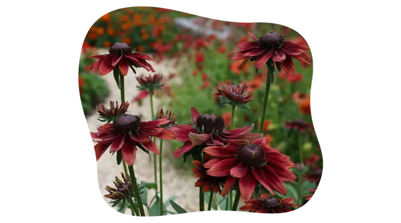 rudbeckia_hirta_kiefls_welt_in_gauting_bei_muenchen_2.png