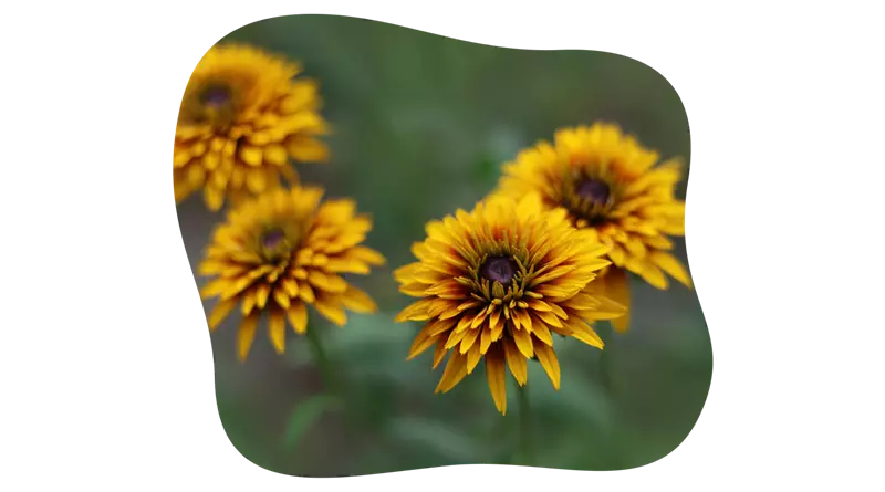 rudbeckia_hirta_kiefls_welt_in_gauting_bei_muenchen_3.png