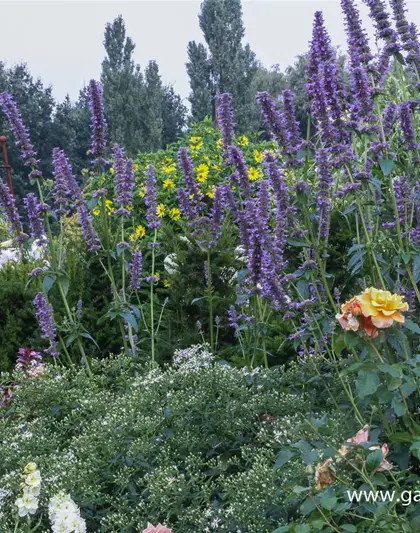 Garten-Duftnessel 'Serpentine'