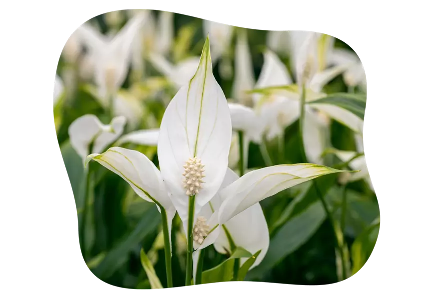 spathiphyllum_kiefls_welt_in_gauting_bei_muenchen_KW33-26.png