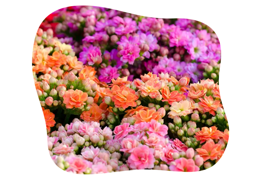 kalanchoe_kiefls_welt_in_gauting_bei_muenchen_KW33-26.png