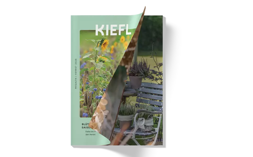 Neu: - Kiefl Magazin Herbst 2026