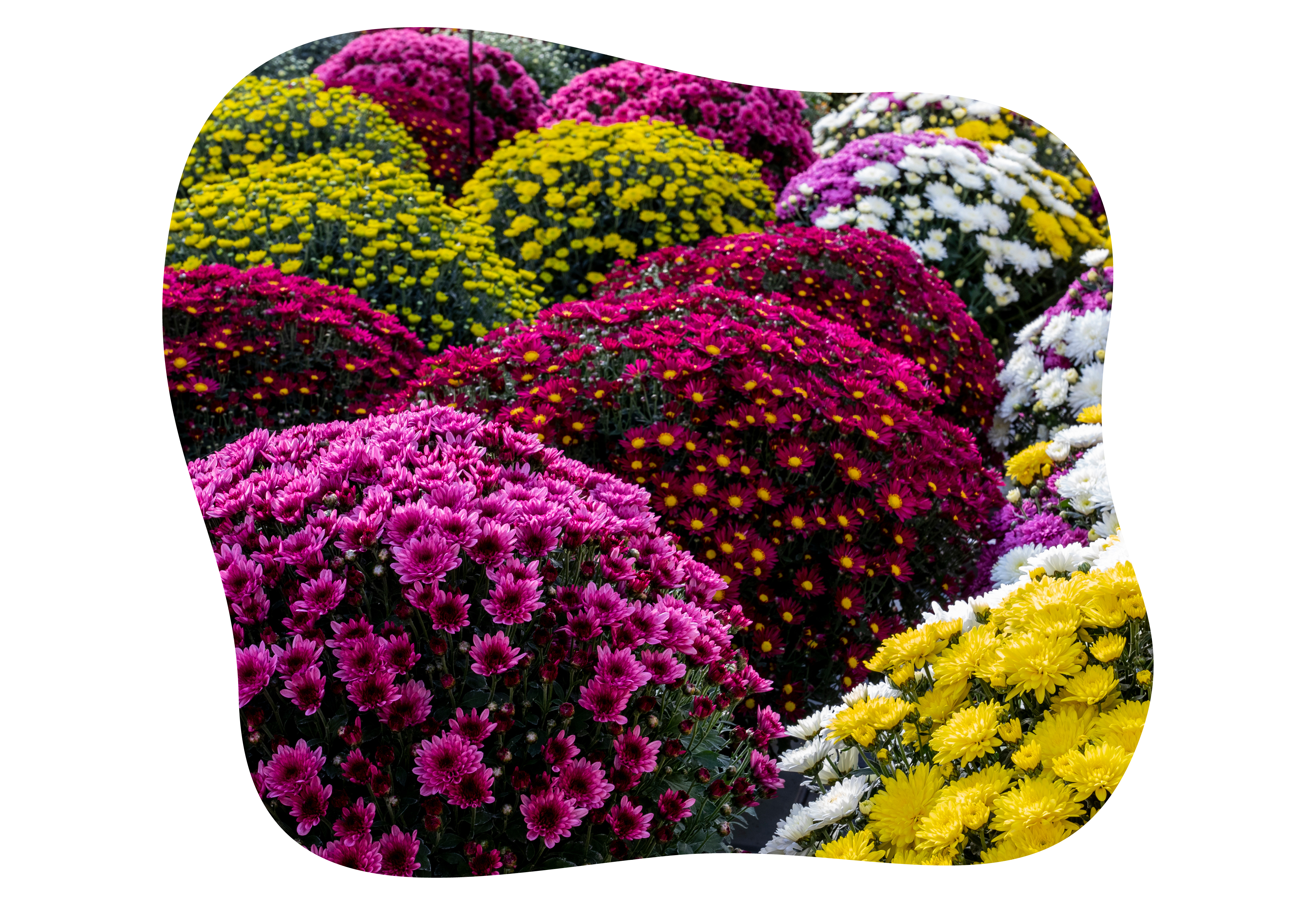 chrysanthemen_herbst_kiefls_welt_in_gauting_bei_muenchen.png