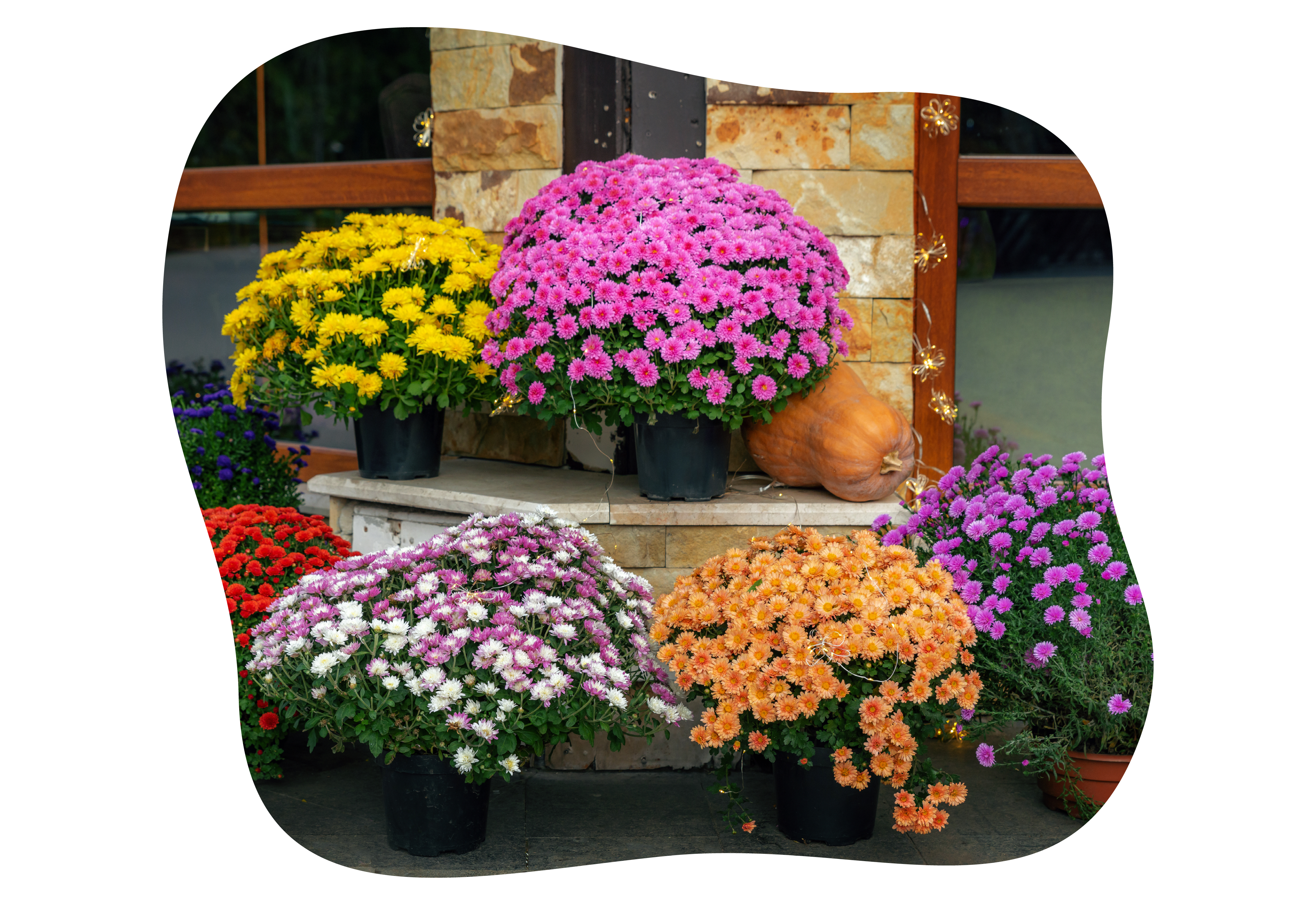 chrysanthemen_herbst_kiefls_welt_in_gauting_bei_muenchen_1.png