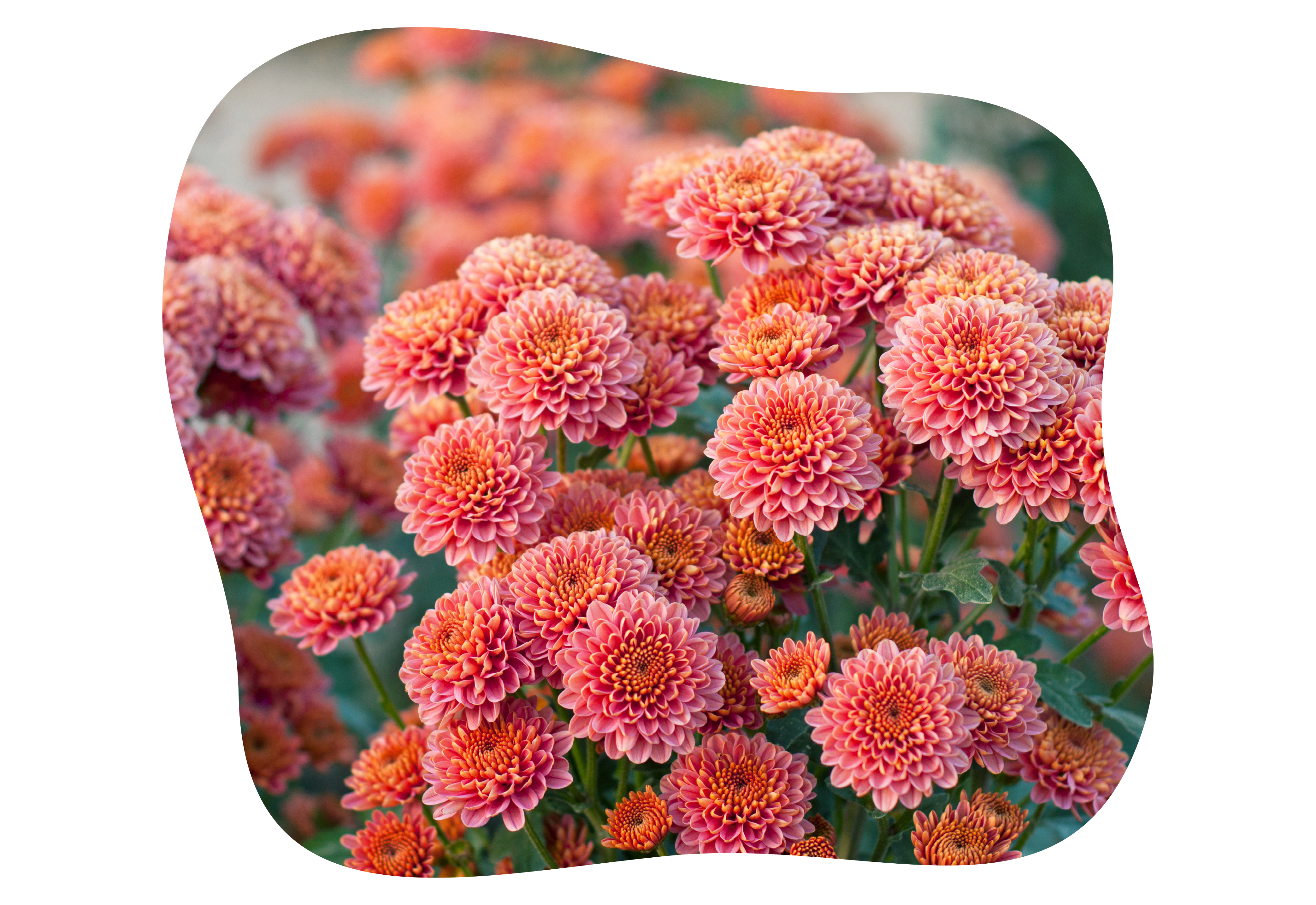 chrysanthemen_herbst_kiefls_welt_in_gauting_bei_muenchen_2.png