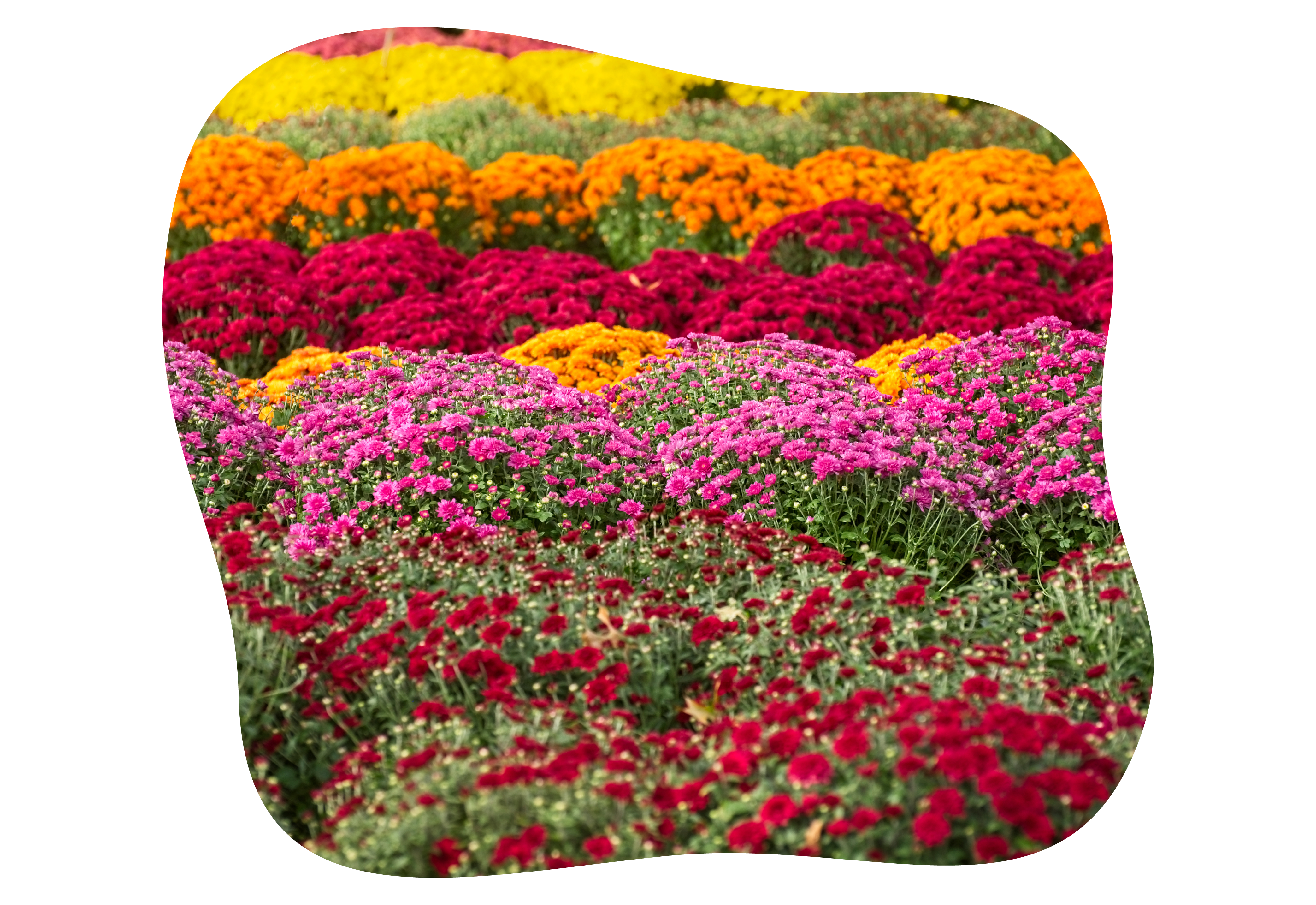 chrysanthemen_herbst_kiefls_welt_in_gauting_bei_muenchen_3.png