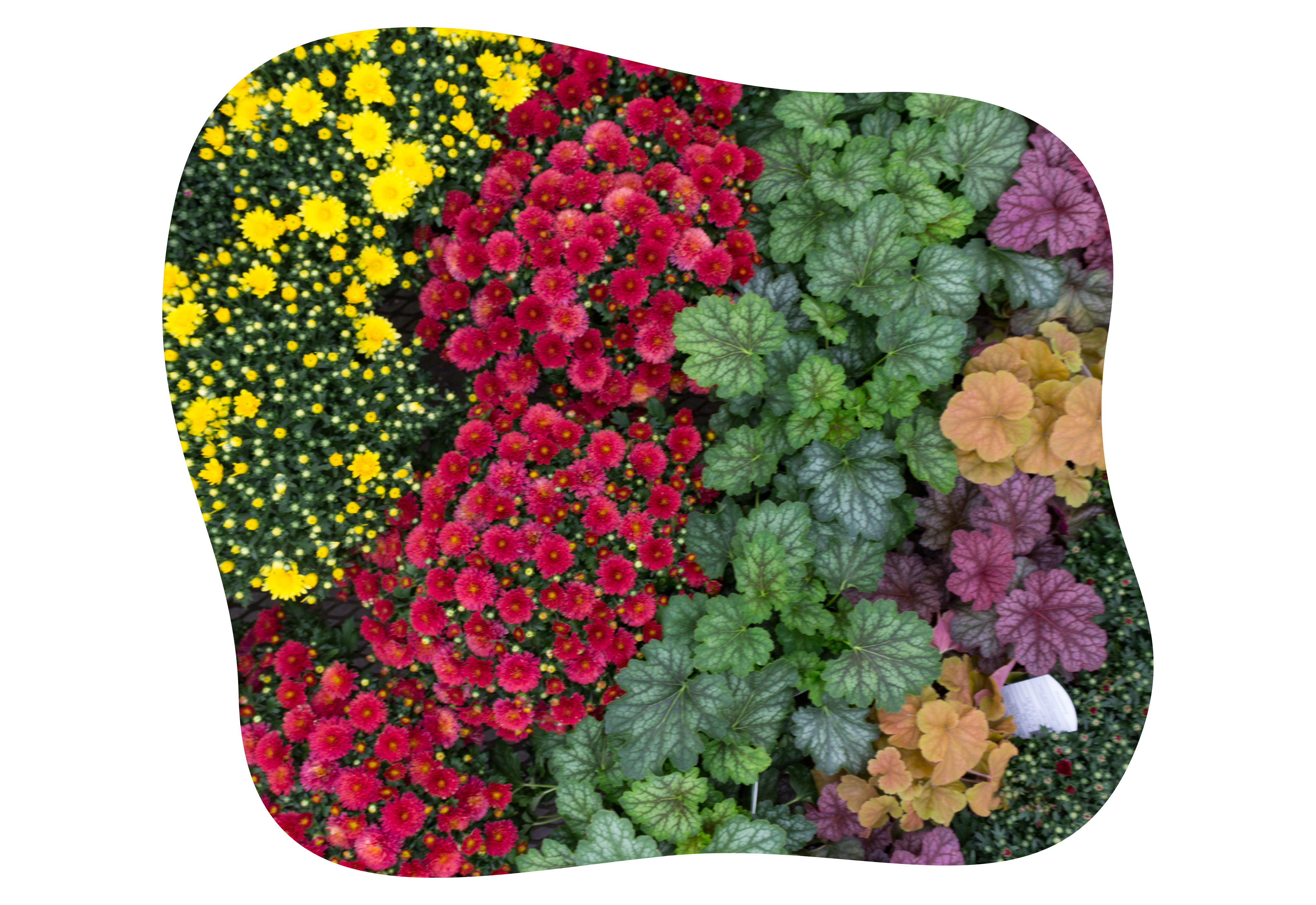 chrysanthemen_herbst_kiefls_welt_in_gauting_bei_muenchen_4.png