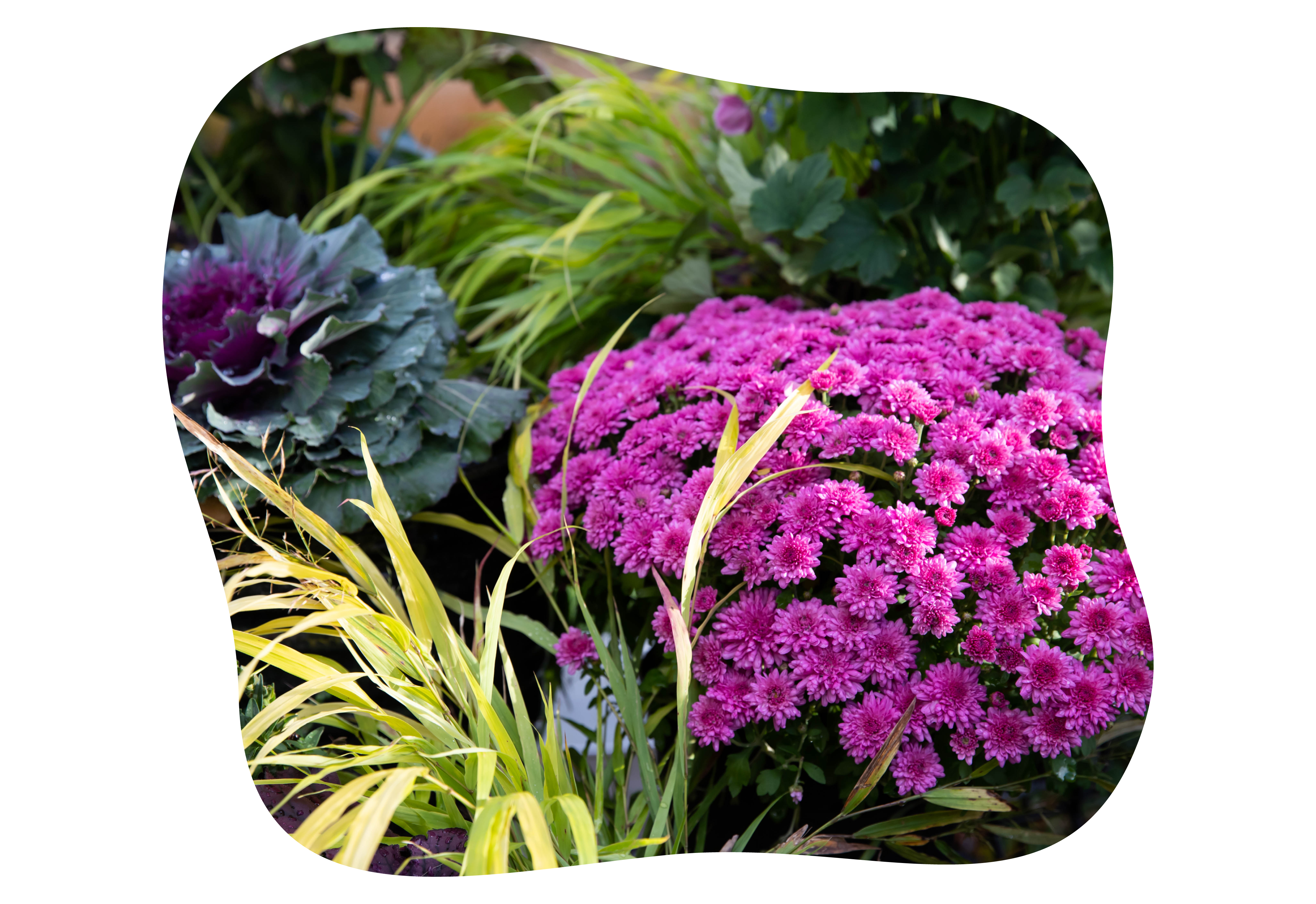 chrysanthemen_herbst_kiefls_welt_in_gauting_bei_muenchen_6.png