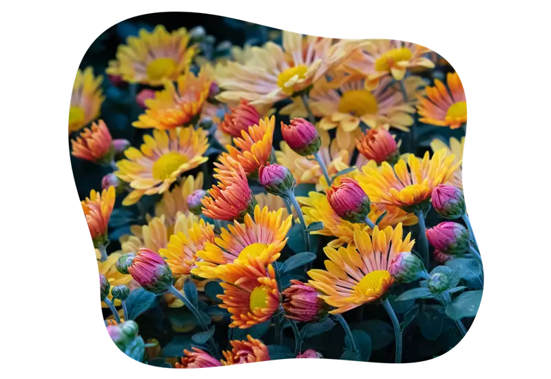 chrysanthemen_herbst_kiefls_welt_in_gauting_bei_muenchen_5.png