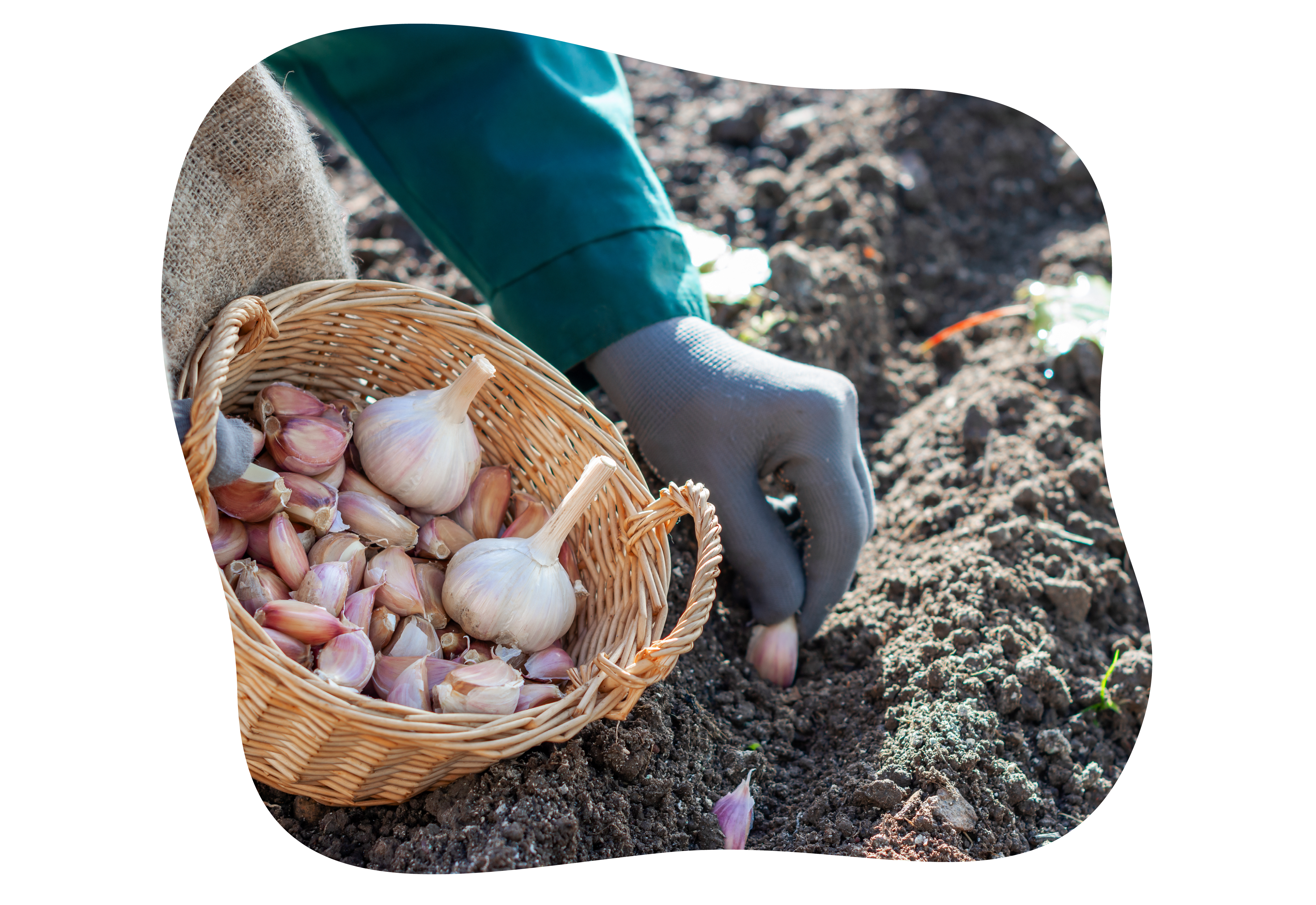 knoblauch_zweibeln_im_herbst_pflanzen_kiefls_welt_in_gauting_bei_muenchen_3.png