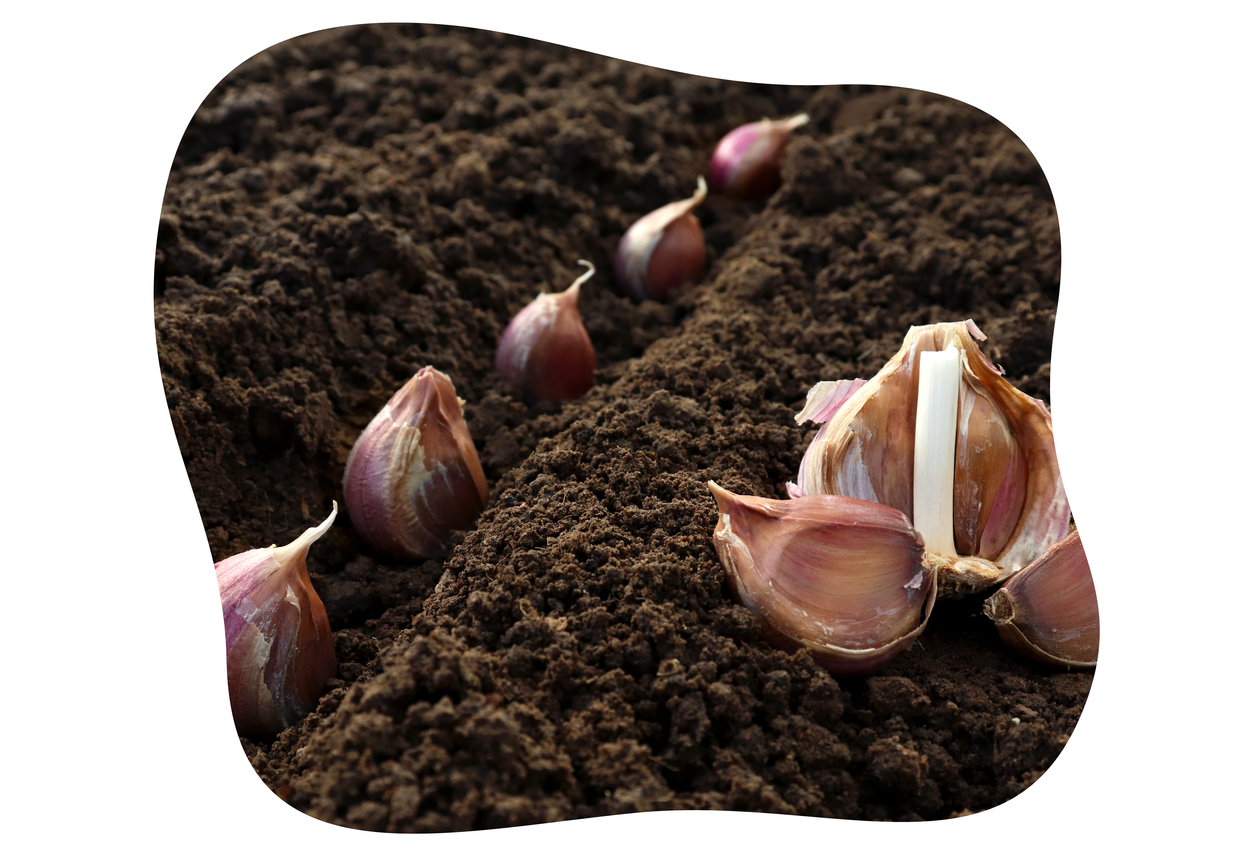 knoblauch_zweibeln_im_herbst_pflanzen_kiefls_welt_in_gauting_bei_muenchen_6.png