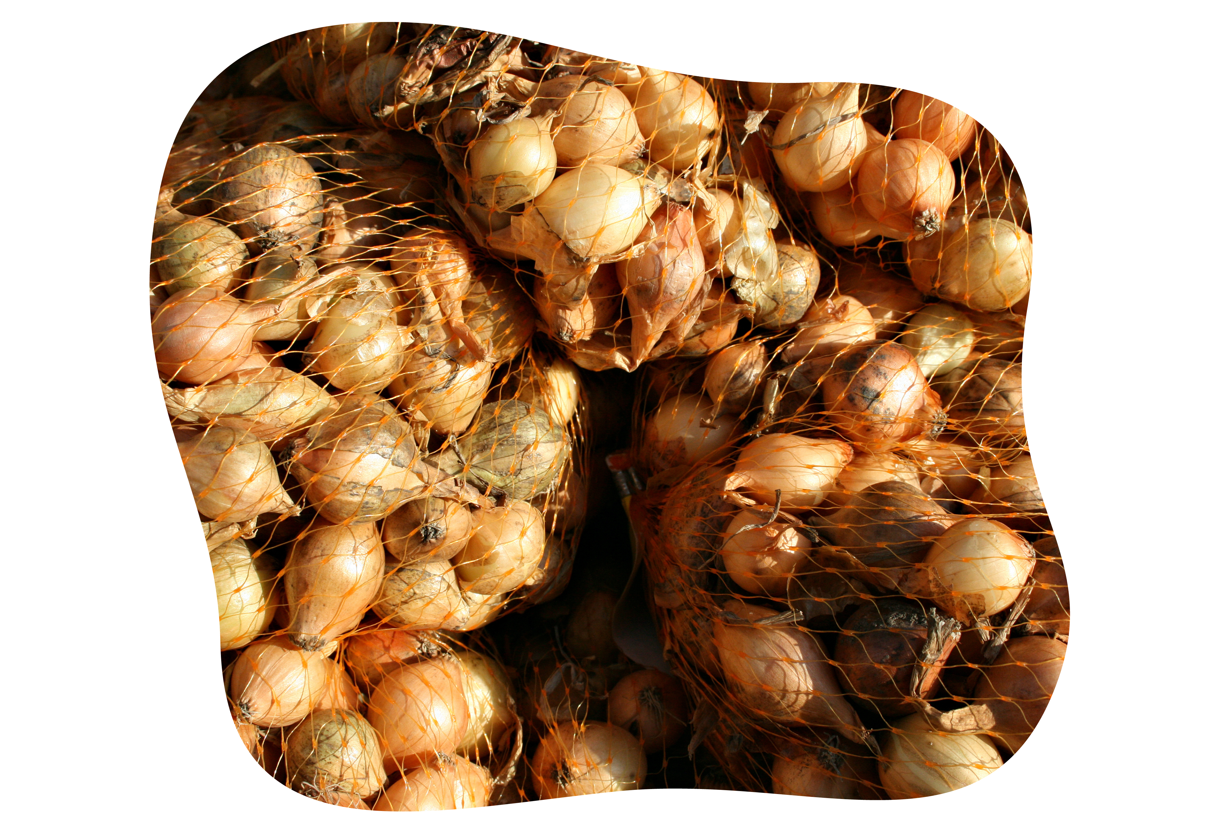knoblauch_zweibeln_im_herbst_pflanzen_kiefls_welt_in_gauting_bei_muenchen_7.png