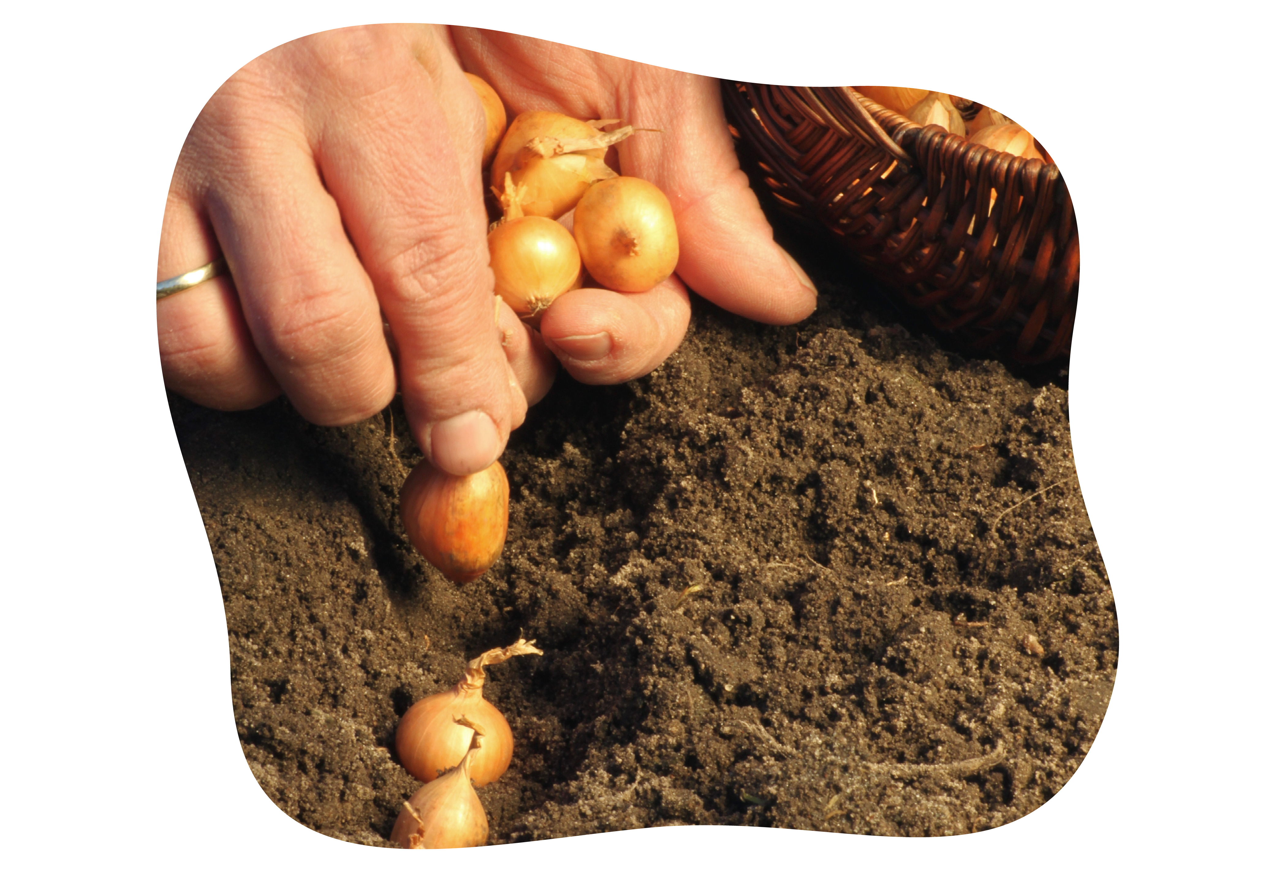 knoblauch_zweibeln_im_herbst_pflanzen_kiefls_welt_in_gauting_bei_muenchen_2.png